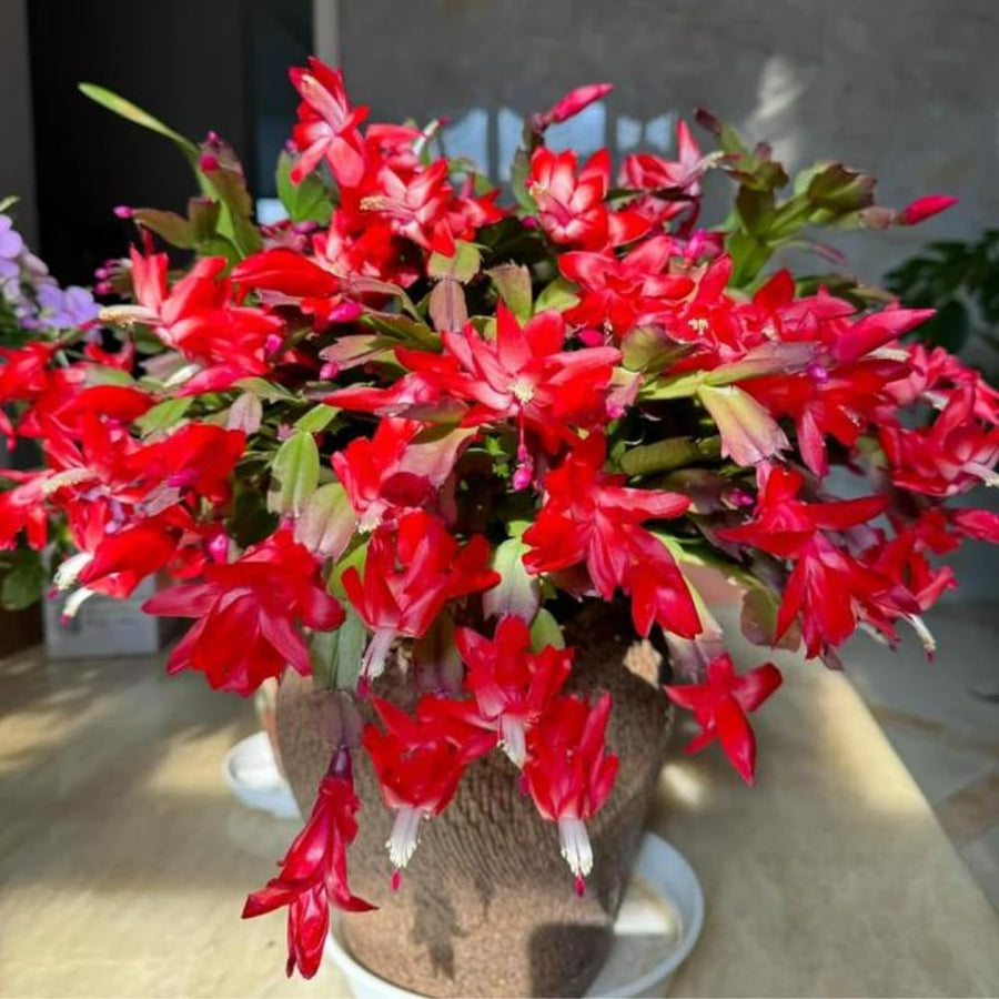 Christmas Cactus Live Plant 4'' Pot, Holiday Blooming Houseplant for Pot, Hanging Baskets, Indoor Outdoor Planting (Red Christmas Cactus)