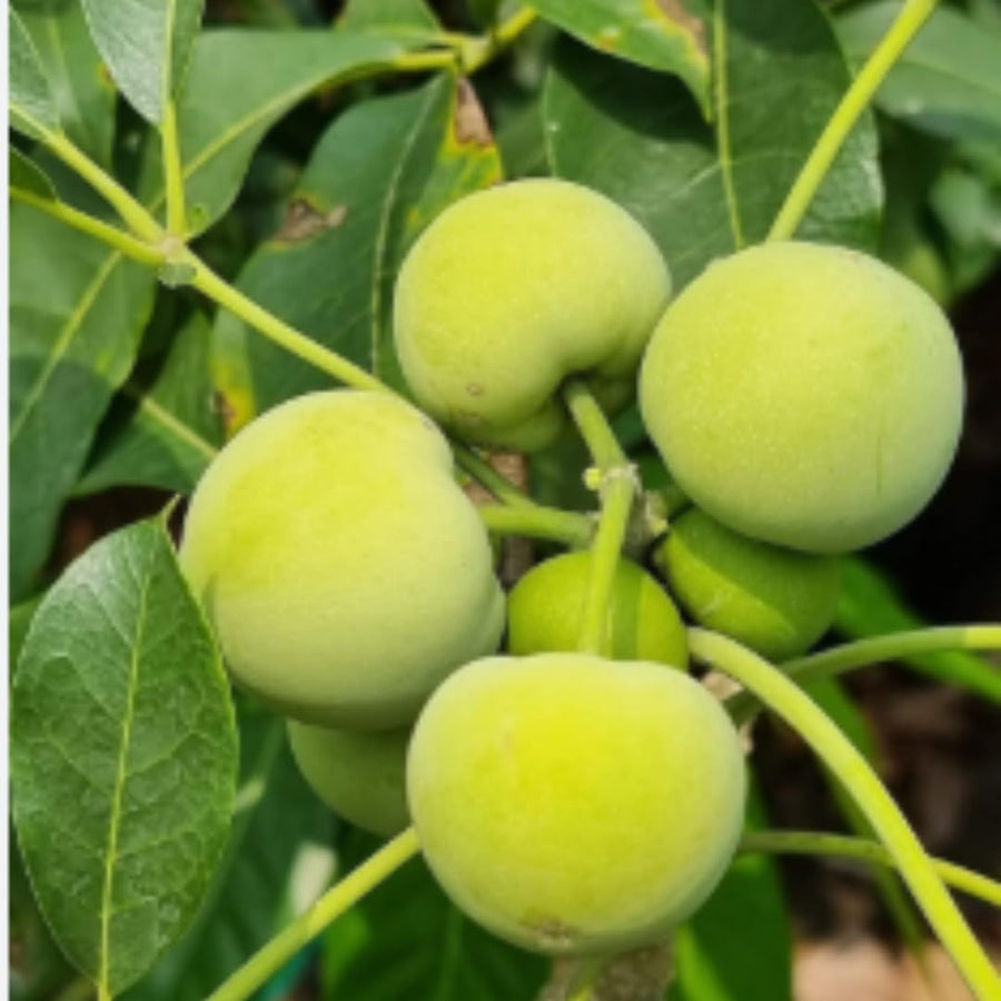 Live White Sapote Fruit Tree, Tropical Sapote Plant, 1.5 Feet Tall in a 1 Gallon Pot for Growing