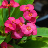 Euphorbia Milii Live Plant, Crown of Thorns Live Plant, Mix Flower Houseplant, 5-8 Inc Tall, Cold Hardy (Pink)