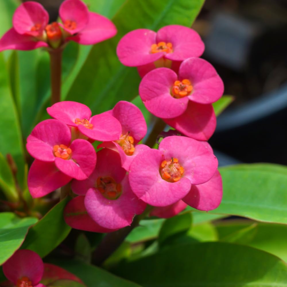 Euphorbia Milii Live Plant, Crown of Thorns Live Plant, Mix Flower Houseplant, 5-8 Inc Tall, Cold Hardy (Pink)