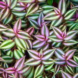 Wandering Jew Live Plant, Purple Tradescantia Zebrina Succulent Plant Live for Growing Hanging Basket Plant, 4 Inc Pot