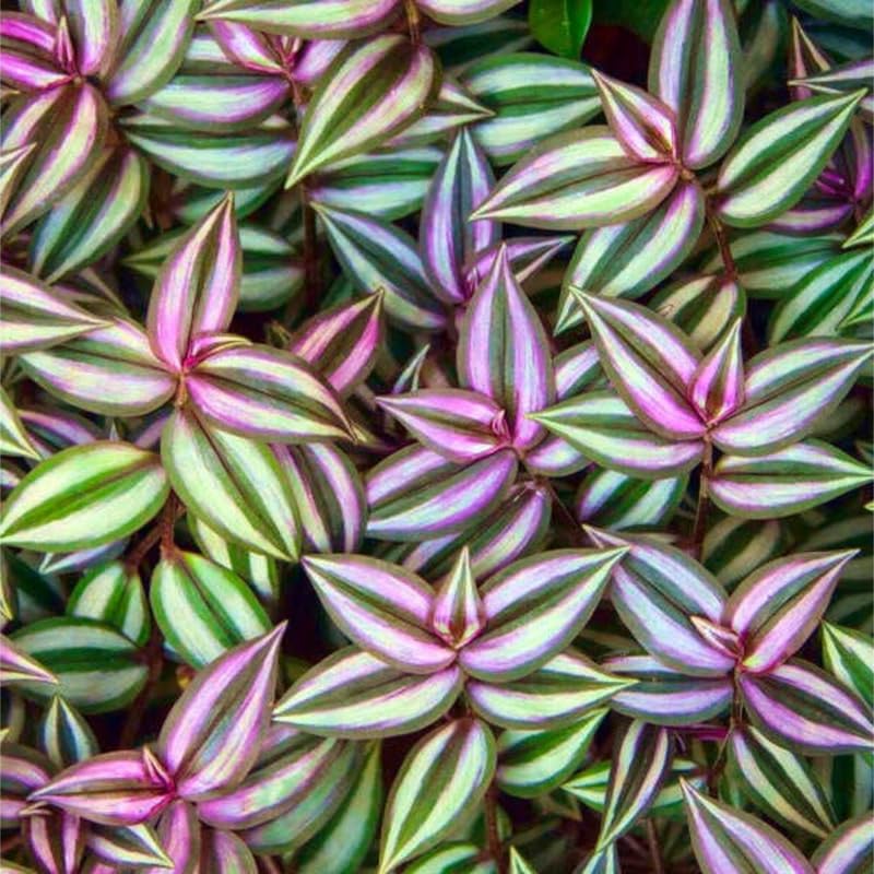 Wandering Jew Live Plant, Purple Tradescantia Zebrina Succulent Plant Live for Growing Hanging Basket Plant, 4 Inc Pot