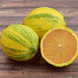 Lemon Tree Live Plant, 3-4 Feet Tall, Well Rooted Grafted Citrus Tree, Live Fruit Trees, Easy Care, Low Maintenance (Pink Variegated Lemon Tree)