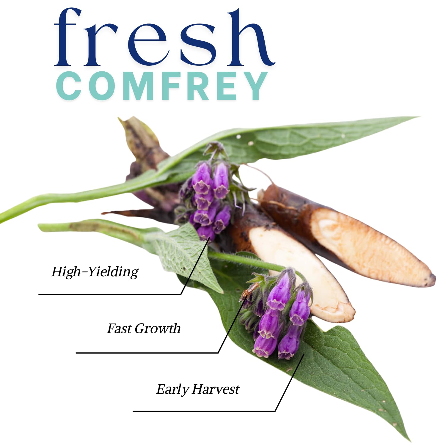 8 Comfrey Cuttings Plant Root Fast-Growing, High Yields Bocking 4 Comfrey Plant Live Roots, Perennial Herb Plant