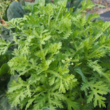 4000 Tan O Chrysanthemum Seeds,Edible Chrysanthemum Greens Seeds, Fast Growing Vegetable for Garden, Containers, and Home Growing