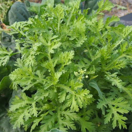 4000 Tan O Chrysanthemum Seeds,Edible Chrysanthemum Greens Seeds, Fast Growing Vegetable for Garden, Containers, and Home Growing