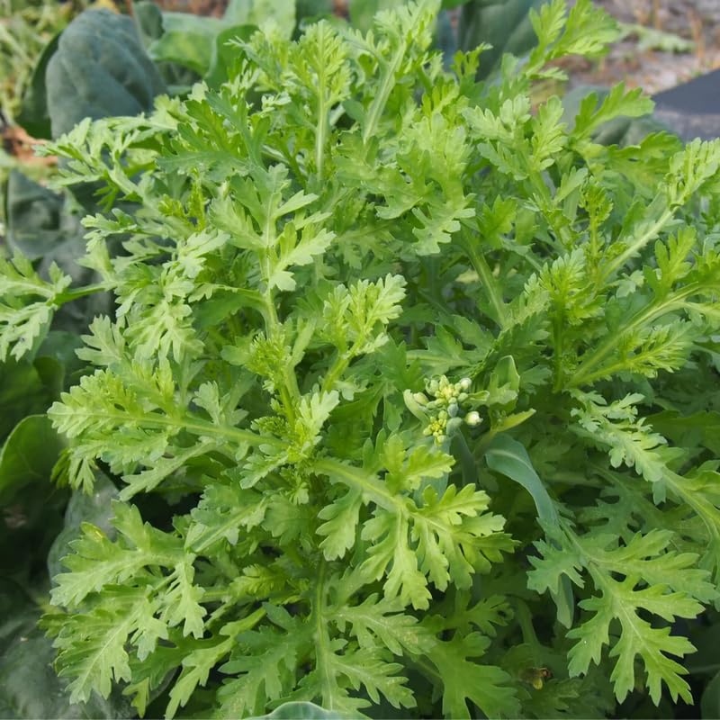 4000 Tan O Chrysanthemum Seeds,Edible Chrysanthemum Greens Seeds, Fast Growing Vegetable for Garden, Containers, and Home Growing