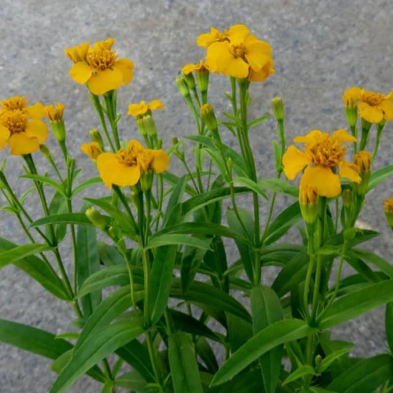 Set 2 Tarragon Plants Live, Tarragon Mint Plant for Planting 4-8 Inches, Herb for Growing Outdoor