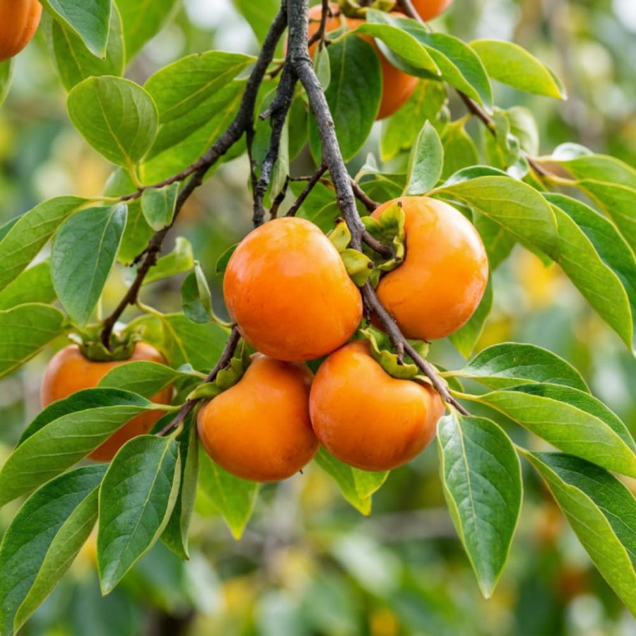 Persimmon Tree Live Plant, Quart Pot, Well Rooted, 8-10 Inches Tall, Cold Hardy Fruit Tree, Persimmon Tree for Backyard Outdoor Garden