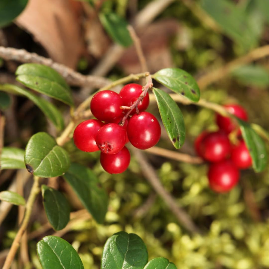 Set of 3 Live Cranberry Plants, 3 to 5 Inches Tall, Cranberry Starter Plants Live, Edible Berry Plants for Raised Beds, Containers, and Outdoor Landscapes