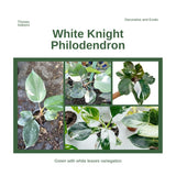 2 White Philodendron Live Plant 5-9" Tall, Rare Tropical Indoor Houseplant Home Garden
