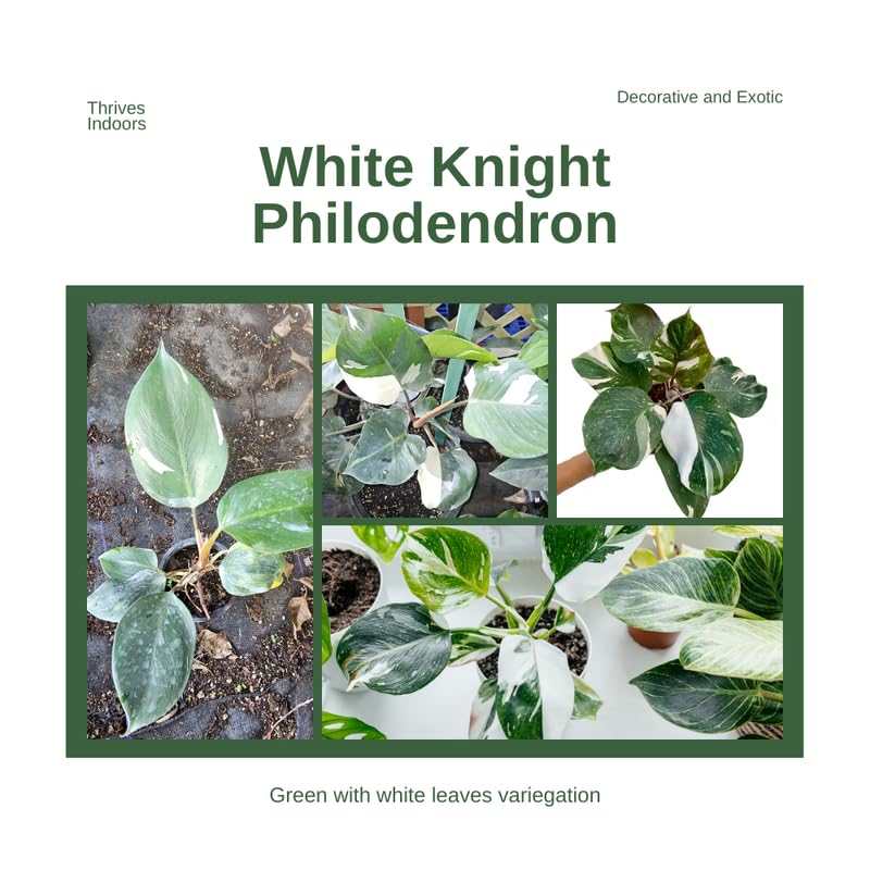 2 White Philodendron Live Plant 5-9" Tall, Rare Tropical Indoor Houseplant Home Garden