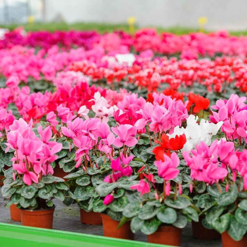 Pink Cyclamen Live Plant in Pot, Hardy Cyclamen Plant Live Vibrant Blooms, in 4 Inc Pot, Indoor Flowering Houseplant for Year-Round Display