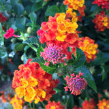 Set 3 Lantana Plants Live for Planting, 6-9 Inch Height, Ornamental Lantana Live Plants Ready to Grow (Rose Lantana)