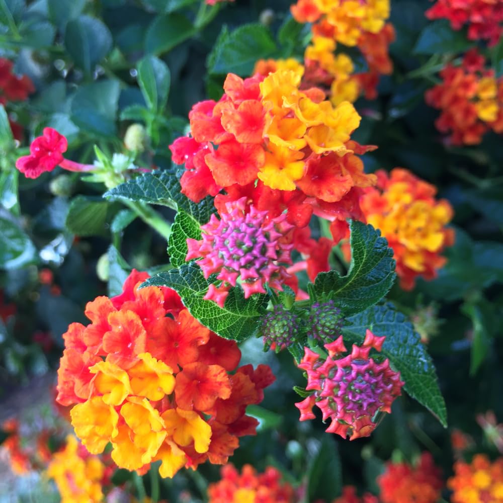 Pack 4 Trailing Lantana Plants Live for Gardening, 6-9 Inc Height, Ornamental Lantana Live Plants, Fragrant Lantana Flowers Vine (Rose Lantana)