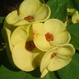 Crown of Thorns Live Plant, Red Euphorbia Milii Plant, Hardy Crown of Thorns Succulent for Outdoor Garden (Yellow)