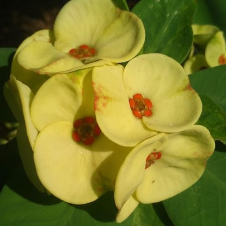 Crown of Thorns Live Plant, Red Euphorbia Milii Plant, Hardy Crown of Thorns Succulent for Outdoor Garden (Yellow)