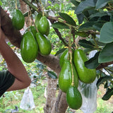 Green Brown Avocado Live Plant 3ft Tall in 1 Gallon, Grafted Avocado Tree Plant, Fruit Plants for Your Garden