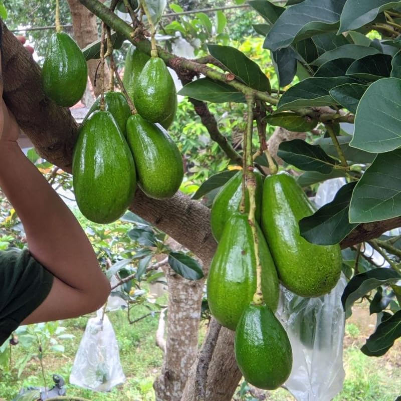 Green Brown Avocado Live Plant 3ft Tall in 1 Gallon, Grafted Avocado Tree Plant, Fruit Plants for Your Garden