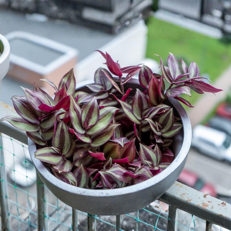 3 Mixed Wandering Jew Live Plants 3-5 Inches, Tradescantia Indoor Plants, Colorful Trailing Houseplant Potted