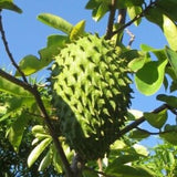 Guanabana Soursop Tree, 10-14 Inch Height, Sweet Soursop Plant Live for Planting, No Pot, Tropical Soursop Fruit Tree