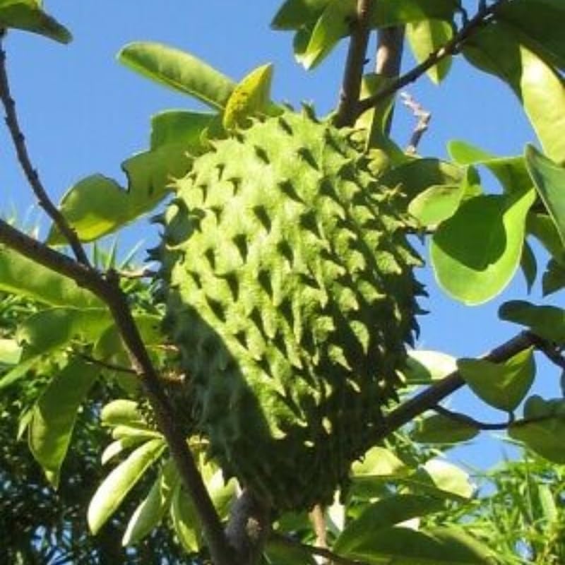 1 Guanabana Soursop Tree Live Plant, 6-10" Tall, Sweet Soursop Plant Live, Half Gallon Pot, Tropical Soursop Fruit Tree