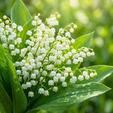 10 Lily of the Valley Roots for Planting in Summer, Hardy Perennial Flower Bulbs, Reblooming Spring Flowers for Gardens, Borders, and Outdoor Landscaping