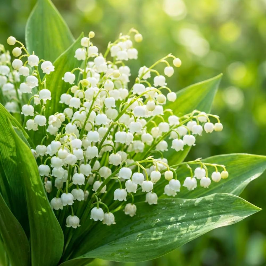 10 Lily of the Valley Roots for Planting in Summer, Hardy Perennial Flower Bulbs, Reblooming Spring Flowers for Gardens, Borders, and Outdoor Landscaping