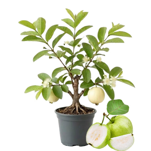 White Guava Tree Live, 8-10 Inc Tall Tropical Fruit Tree, Sweet Guava Plant for Outdoor or Indoor Planting, WEL-Rooted