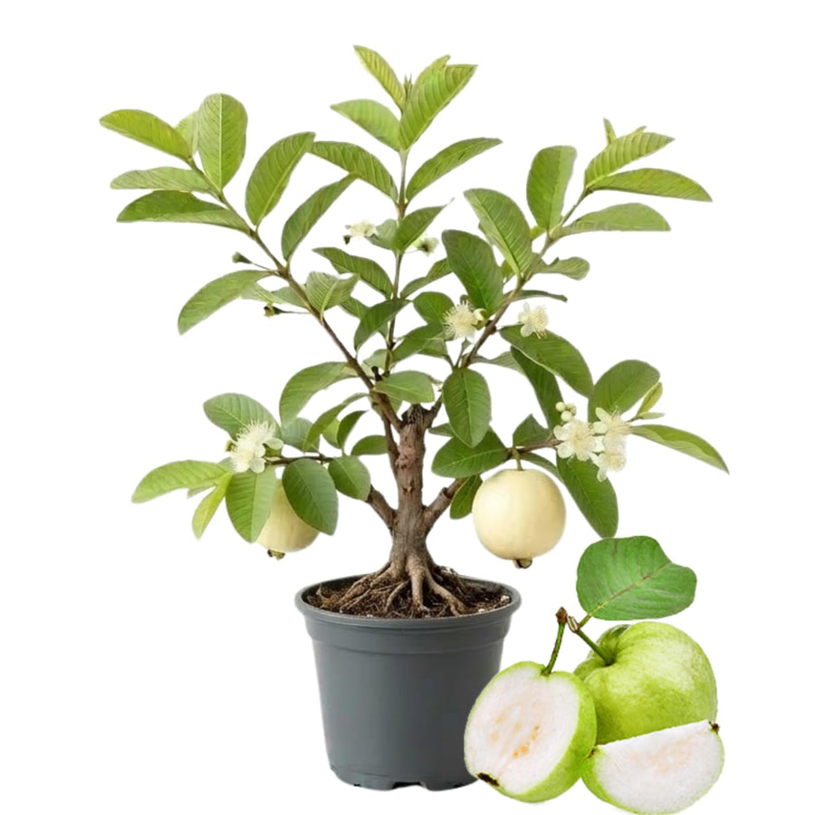 White Guava Tree Live, 8-10 Inc Tall Tropical Fruit Tree, Sweet Guava Plant for Outdoor or Indoor Planting, WEL-Rooted