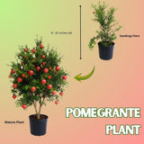 Live Sweet Pomegranate Plant, Red Pomegranate Plants Live Tree 8 to 10 Inches Tall, Pomegranates Fruit Tree, Well Rooted, 4 Inches Pot Plants