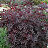 Red Roselle Hibiscus Plant Live Tree Size 8-12 Inc in 4" Pot, Sabdariffa Sorrel Jamaica Hibiscus Flower Plants Outdoor Planting, No CA