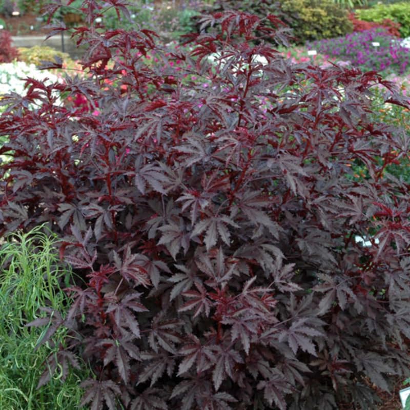 Red Roselle Hibiscus Plant Live Tree Size 8-12 Inc in 4" Pot, Sabdariffa Sorrel Jamaica Hibiscus Flower Plants Outdoor Planting, No CA