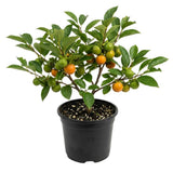American Persimmon Live Plant Tree, 6-10 Inch Tall, in Quart Pot, Fruit Tree for Outdoor Garden, Yard, and Patio, Dormant in Winter