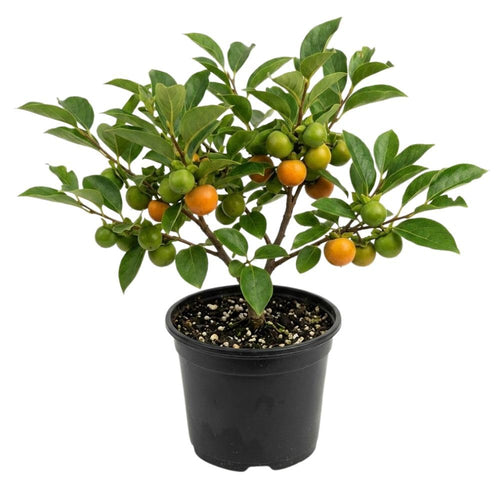 American Persimmon Live Plant Tree, 6-10 Inch Tall, in Quart Pot, Fruit Tree for Outdoor Garden, Yard, and Patio, Dormant in Winter