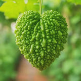 20 Bitter Melon Vegetable Seeds, Bitter Gourd Seeds for Outdoor Planting (Heart)