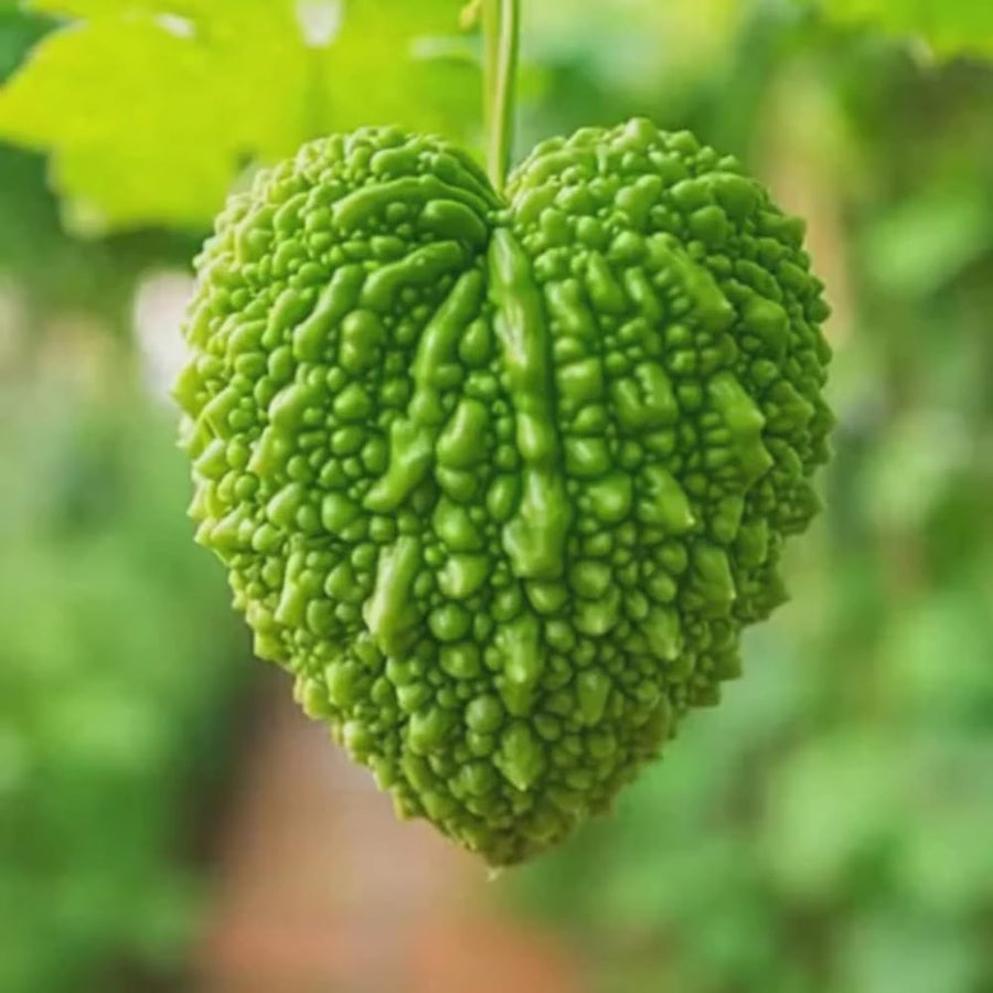 20 Bitter Melon Vegetable Seeds, Bitter Gourd Seeds for Outdoor Planting (Heart)