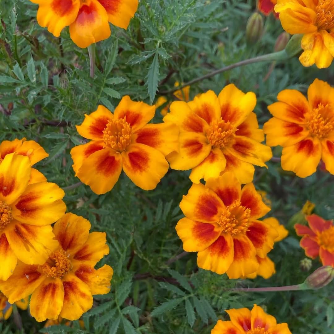 2 Live Marigold Plants for Outside, Orange Yellow Marigold Live Plants Pot 4'' Perennial Blooming