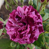 Rare Climbing Rose Bushes Ready to Plant, Well-Rooted, Hardy Roses Tree 5 to 10 Inc Tall, Fragrant, Outdoor Planting (Deep Purple-Red Stripes)