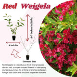 Red Weigela Tree Live Plant in 4 Inch Pot, Weigela Blooming Shrub, Vibrant Flowering Starter Plant 4-7" Tall for Outdoor Gardening