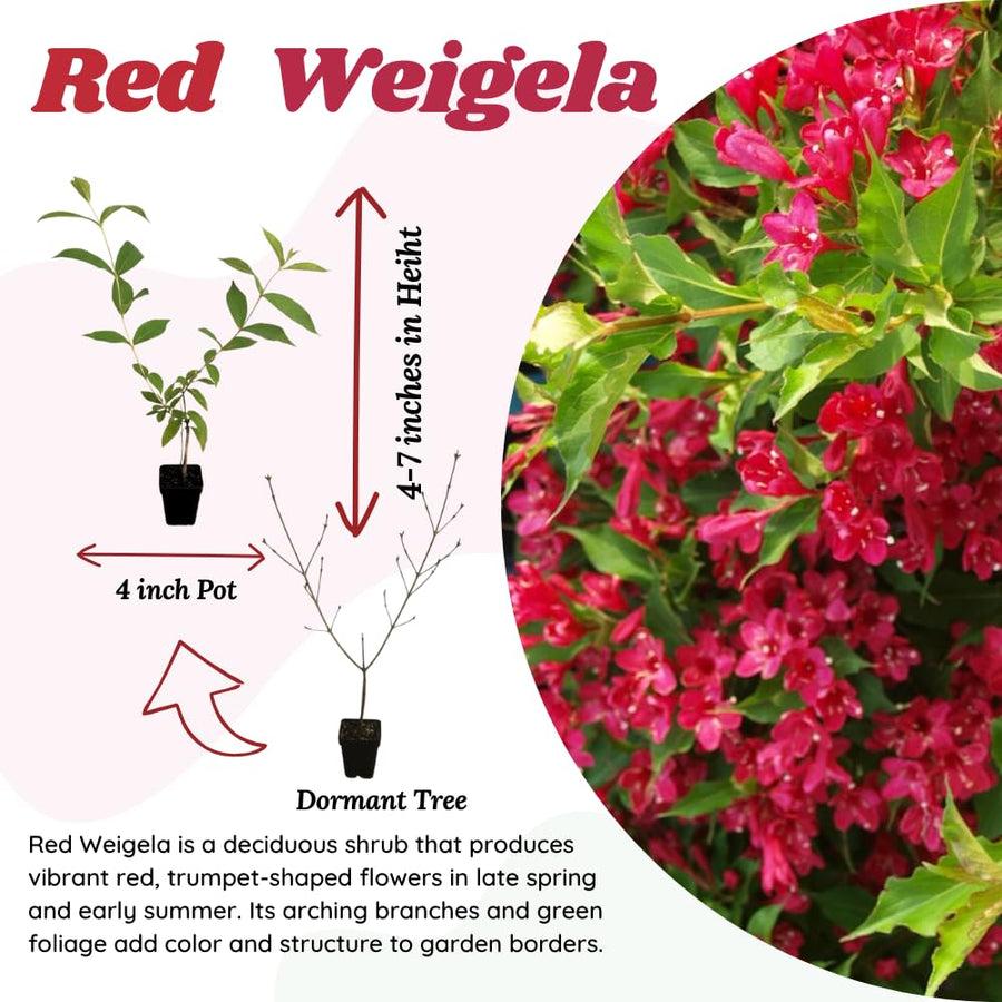 Red Weigela Tree Live Plant in 4 Inch Pot, Weigela Blooming Shrub, Vibrant Flowering Starter Plant 4-7" Tall for Outdoor Gardening