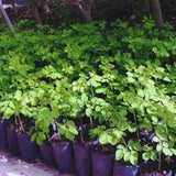 1 Dwarf Moringa Oleifera Plant Live in 4" Pot, Malunggay Drumstick Horseradish Tree Plant Live 6-12" Tall, No CA