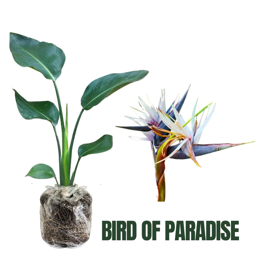 Bird of Paradise Plant - Live Tropical Ornamental Houseplant, Indoor and Outdoor Planting, Zones 9-11 (White)
