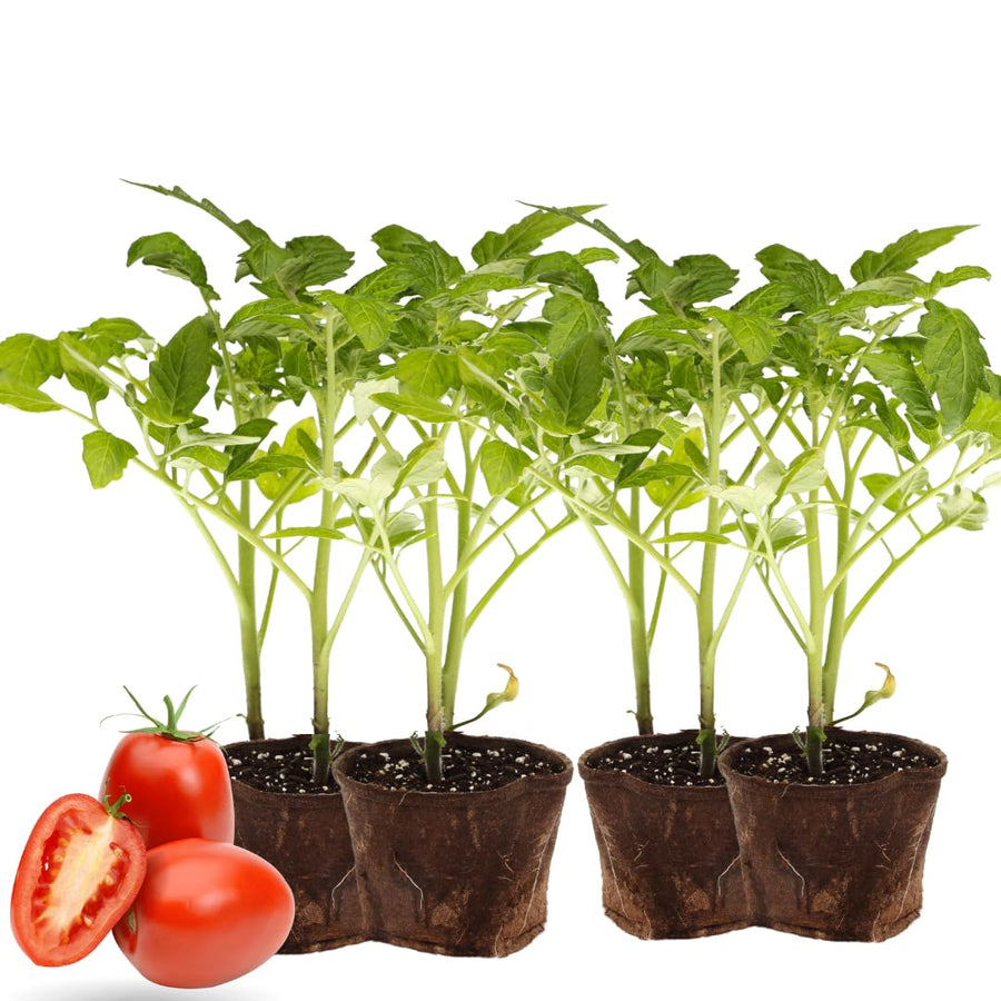 Lot 4 Tomato Plants Live for Planting Outdoors, Large and Juicy Tomatoes, Well Rooted, 6 to 8 Inch - Plum Tomato