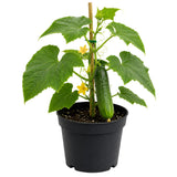 Live Green Cucumber Plant Live, Cucumber Vegetable Plant, 6-8 Inches Tall in 4 Inch Pot, Vine Vegetable Plants for Garden Beds and Containers