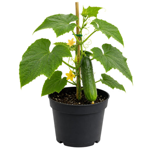 Live Green Cucumber Plant Live, Cucumber Vegetable Plant, 6-8 Inches Tall in 4 Inch Pot, Vine Vegetable Plants for Garden Beds and Containers