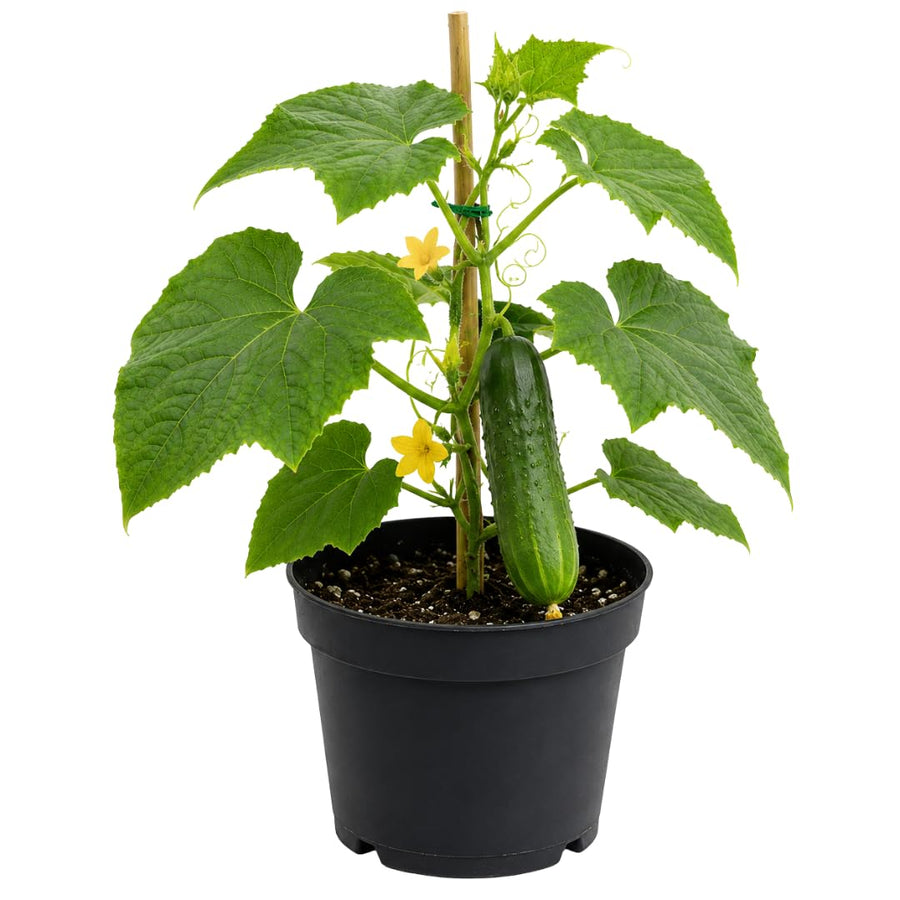 Live Green Cucumber Plant Live, Cucumber Vegetable Plant, 6-8 Inches Tall in 4 Inch Pot, Vine Vegetable Plants for Garden Beds and Containers