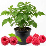 Red Raspberry Live Plant in 4 Inch Pot, 6-8 Inch Tall - Sweet Raspberry Plants, Berry Fruit Starter Plant for Outdoor Garden