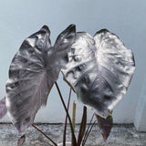 3 Colocasia Plants Live, Elephant Ear Caladium Esculenta Plants, 5 to 8 Inc Tall (Coral Black)