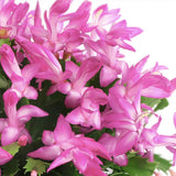 Christmas Cactus Live Plant 4'' Pot, Holiday Blooming Houseplant for Pot, Hanging Baskets, Indoor Outdoor Planting (Pink Christmas Cactus)